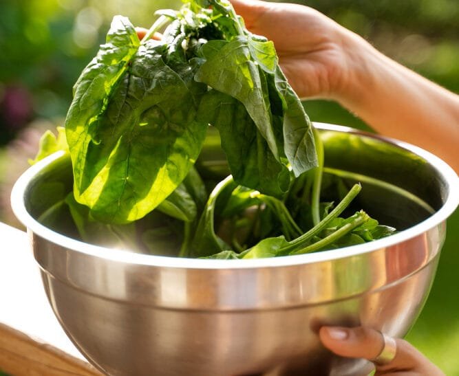 Eco-Friendly Cafes: A New Breed of Conscious Dining